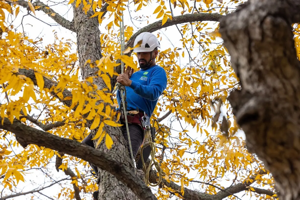 Skilled Tree Pruning crew working in Syracuse